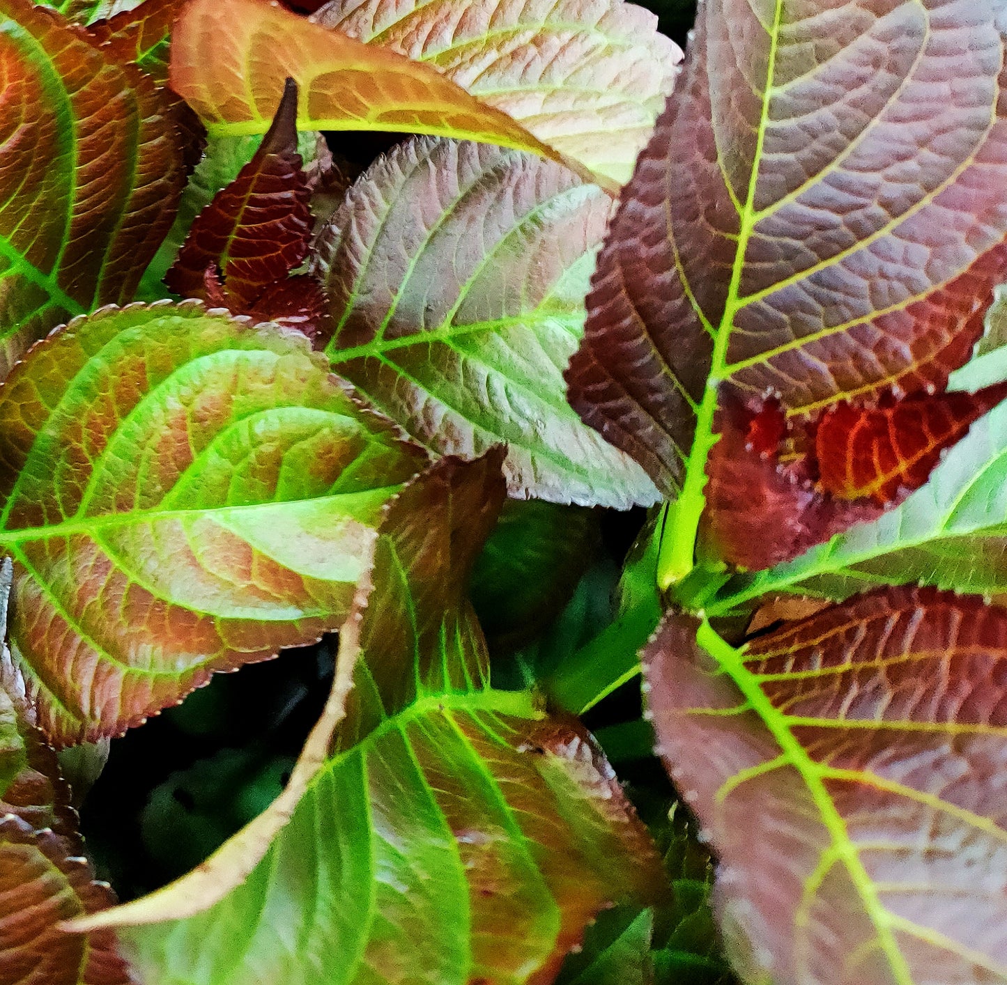 Hydrangea 'Tuxedo Red'