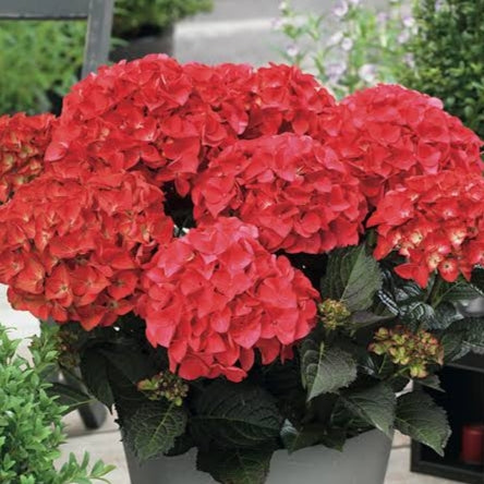 Hydrangea 'Tuxedo Red'