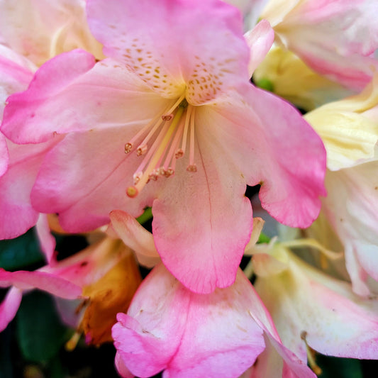 Rhododendron 'Percy Wiseman'