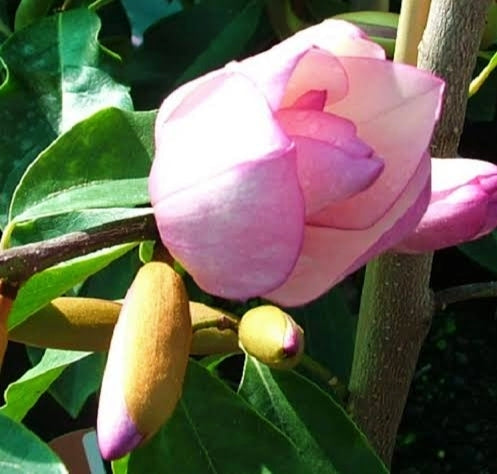 Magnolia 'Paton Pink'