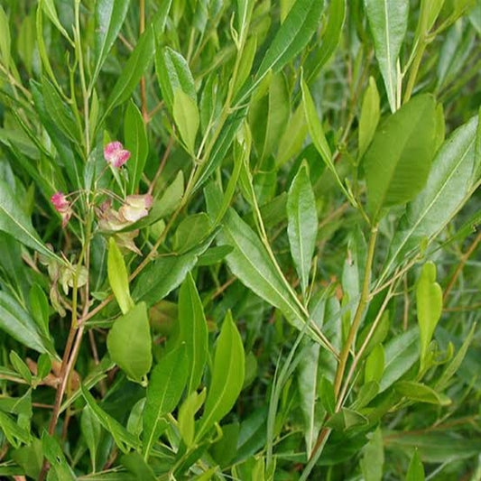 Dodonaea viscosa
(Green Ake Ake)