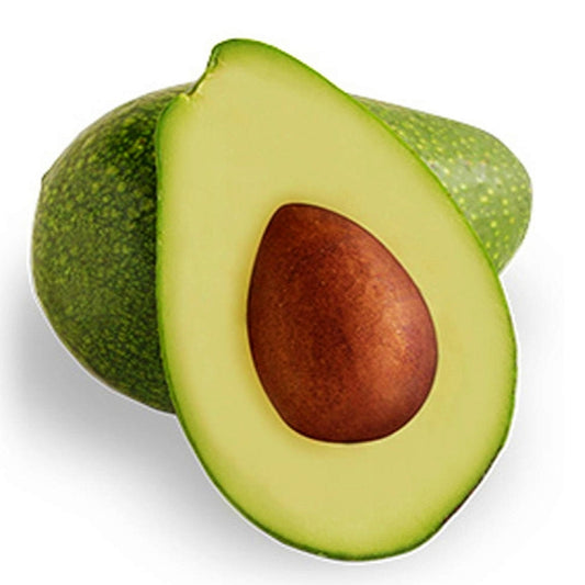 Persea americana 'Bacon' (Avocado)