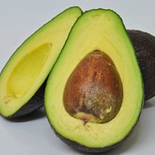 Persea americana 'Cleopatra' (Avocado)