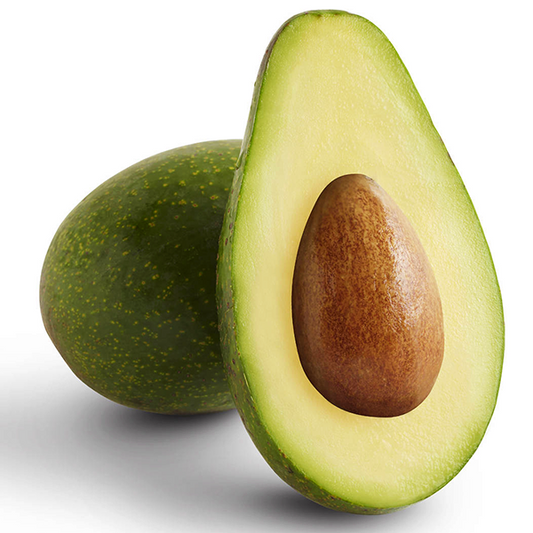 Persea americana 'Zutano' (Avocado)