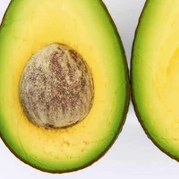 Persea americana 'Esther' (Avocado)