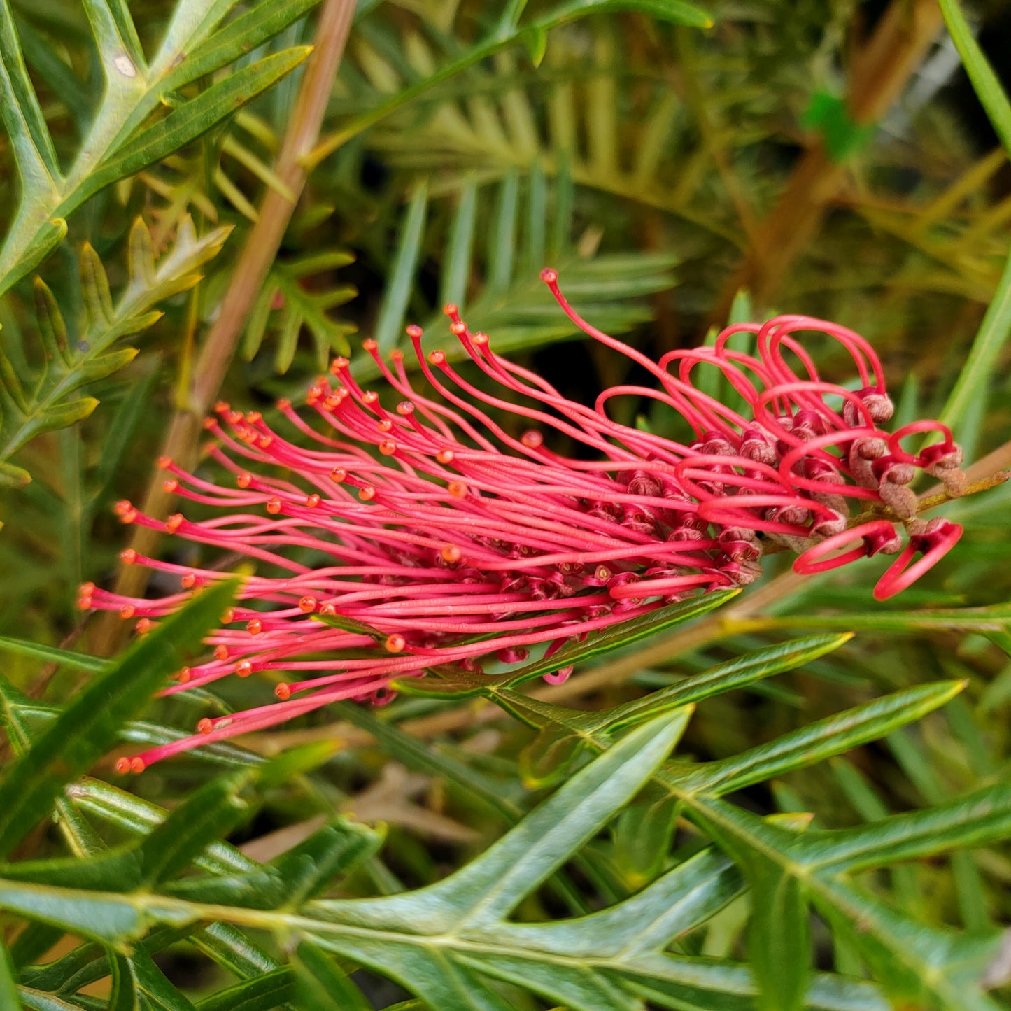 Grevillea hookeriana 'Robin Hood'