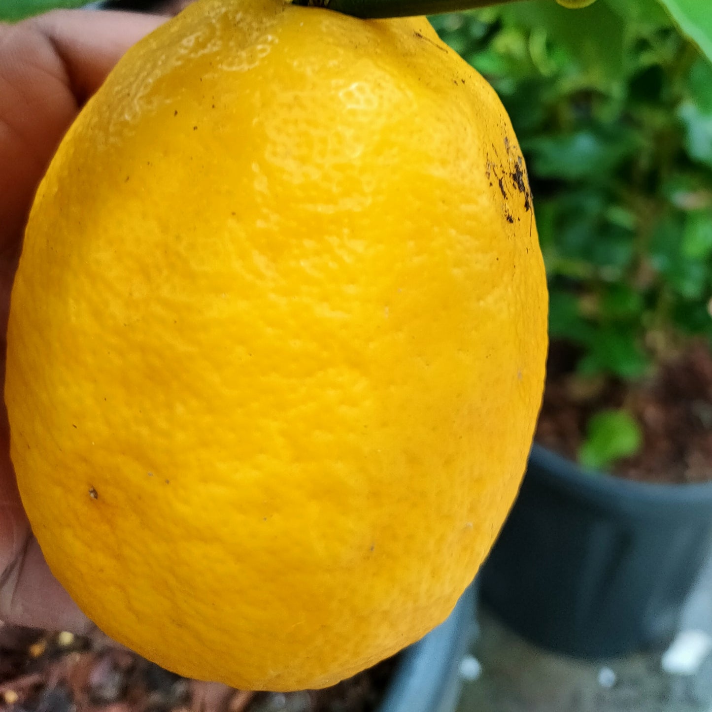 Citrus limon 'Meyer' (Lemon)