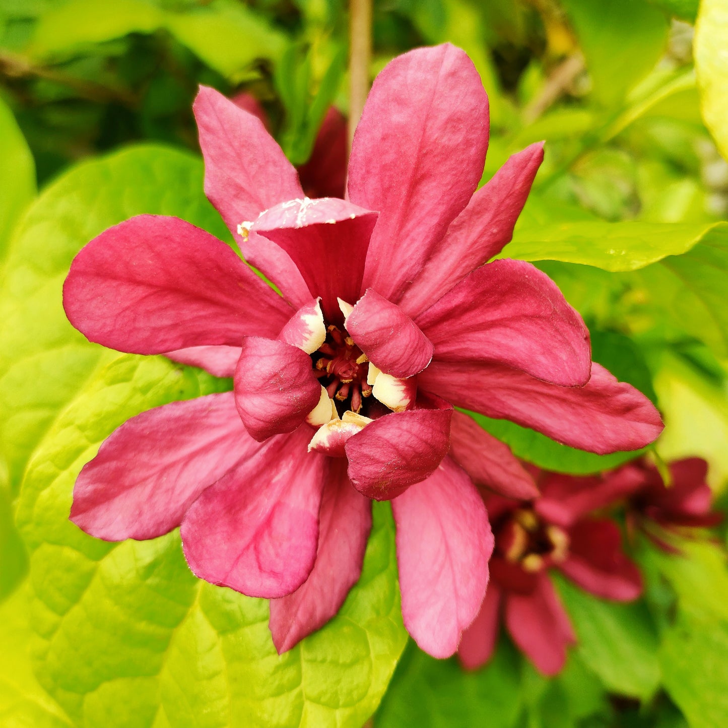 Calycanthus x raulstonii
'Hartlage Wine' (Sweet Shrub)