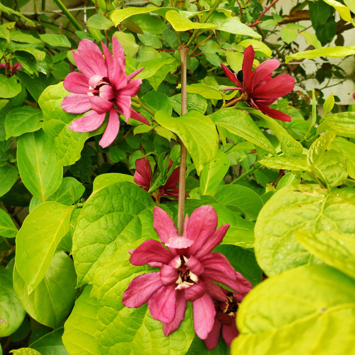 Calycanthus x raulstonii
'Hartlage Wine' (Sweet Shrub)