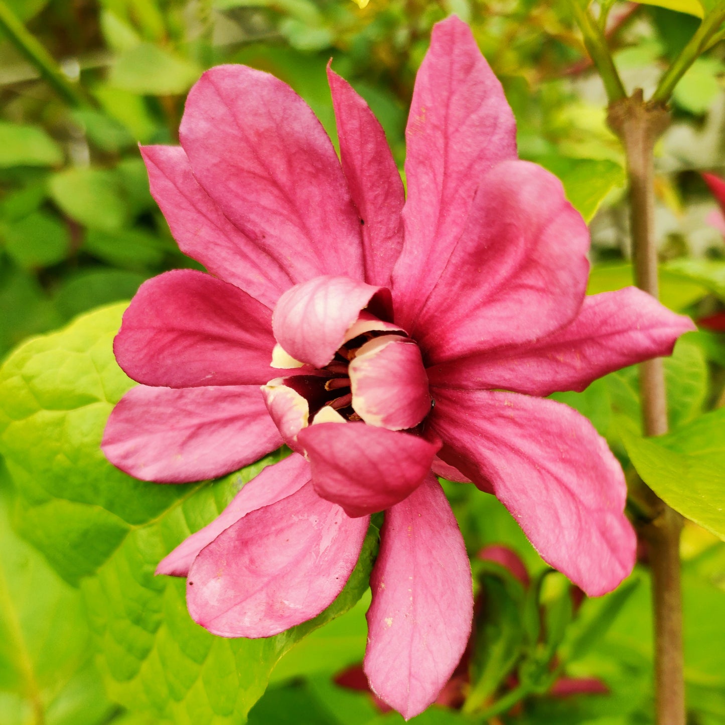 Calycanthus x raulstonii
'Hartlage Wine' (Sweet Shrub)