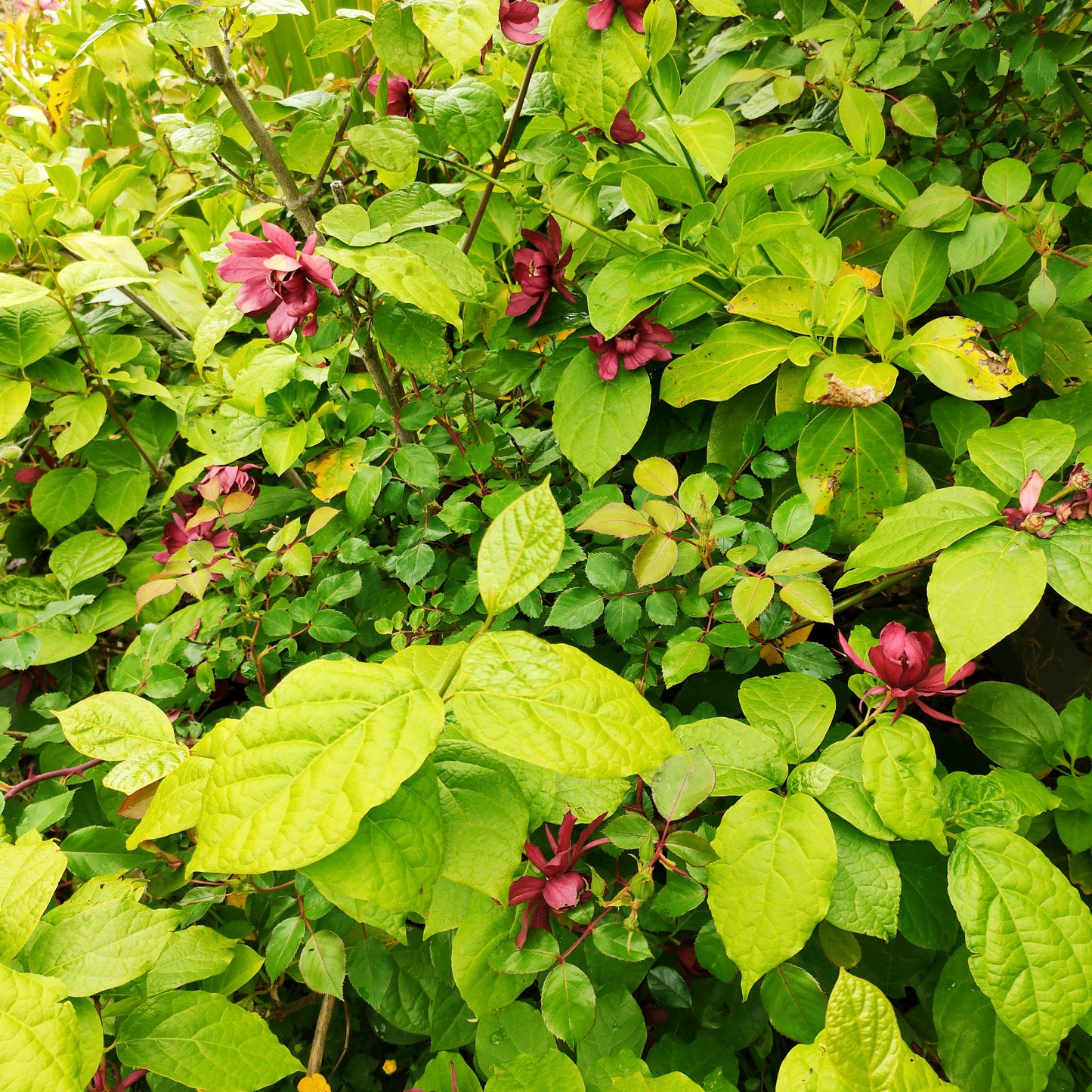 Calycanthus x raulstonii
'Hartlage Wine' (Sweet Shrub)