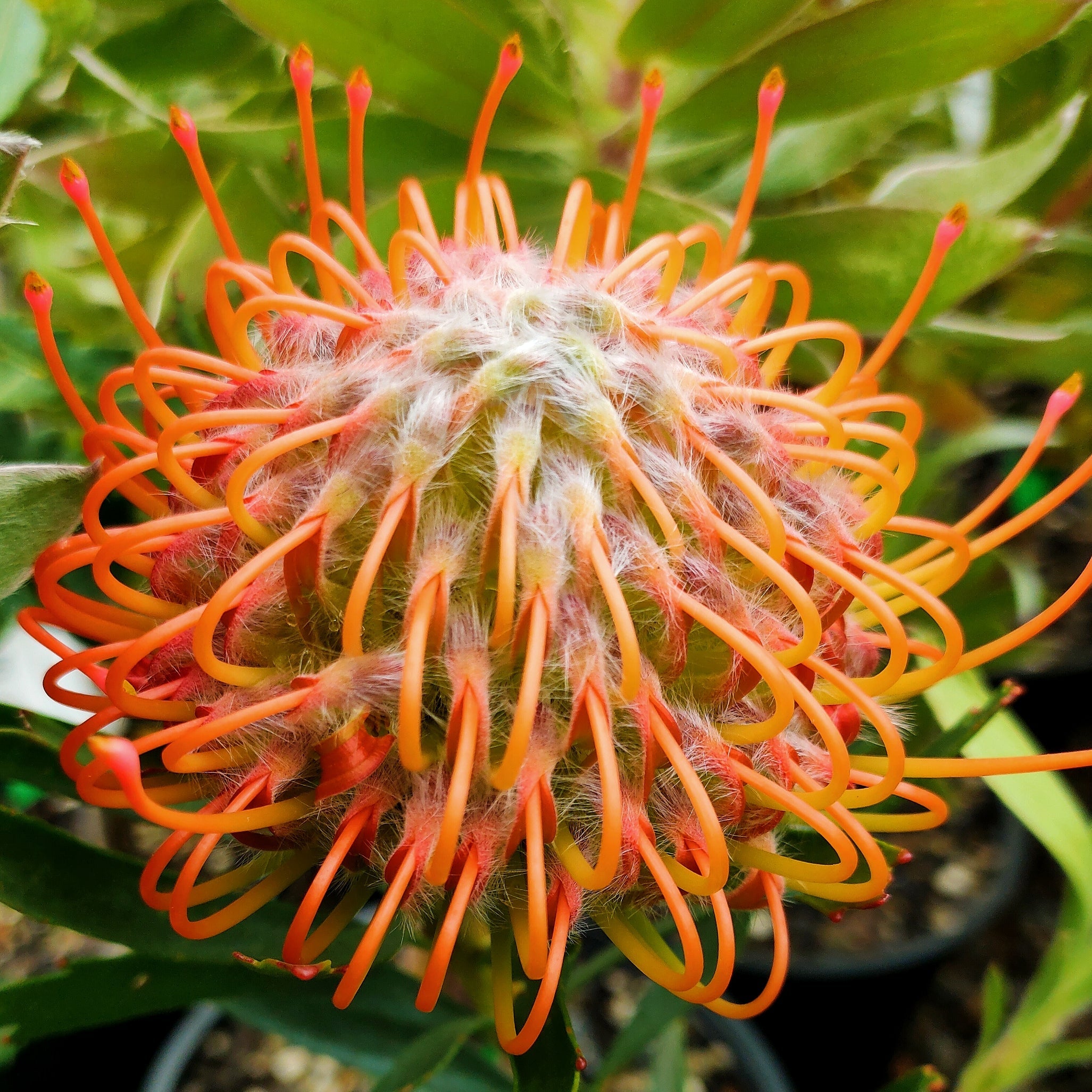 Leucospermum 'Tango' (Pincushion Protea) – Pikirangi Online Garden Centre