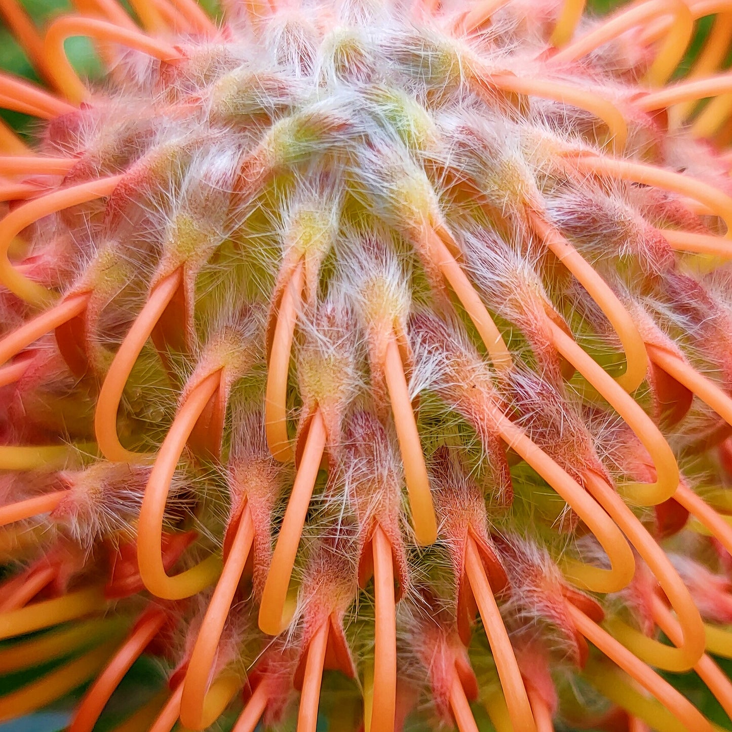 Leucospermum 'Tango' (Pincushion Protea)