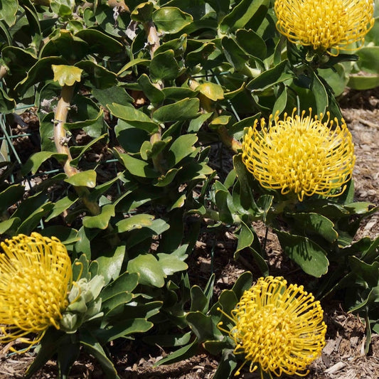 Leucospermum 'Mary Lou' (Pincushion Protea)