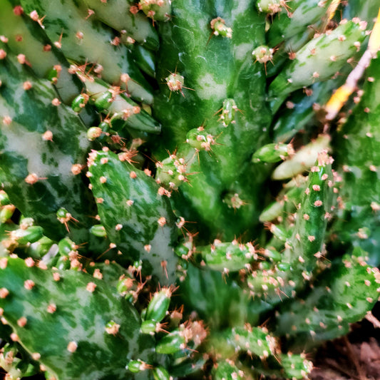 Opuntia monacantha (Drooping Prickly Pear)