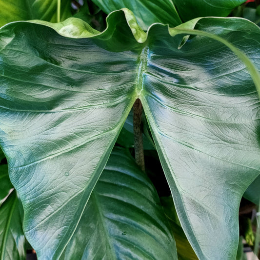 Alocasia macrorrhiza
'Stingray'