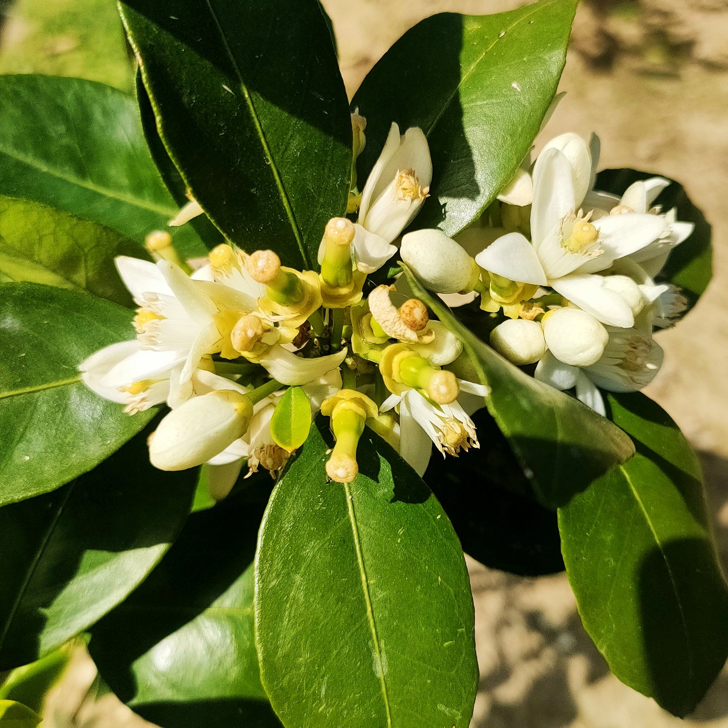 Citrus × sinensis 'Washington Navel' (Orange)