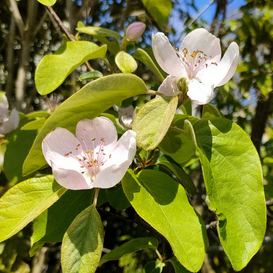 Cydonia oblonga 'Smyrna' (Quince)