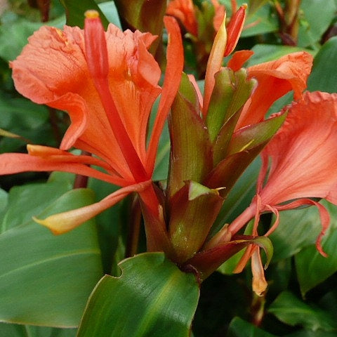 Hedychium greenii (Hardy Ginger)