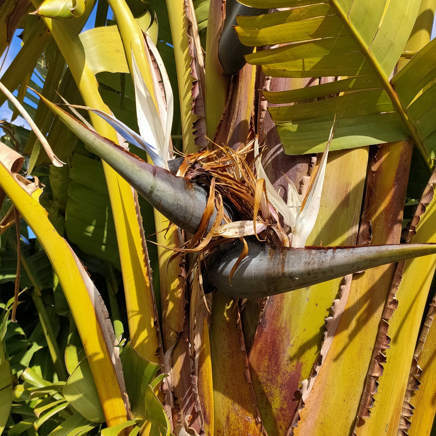 Strelitzia nicolai (Giant Bird of Paradise)