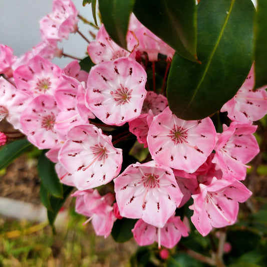 Kalmia latifolia (Mountain Laurel)