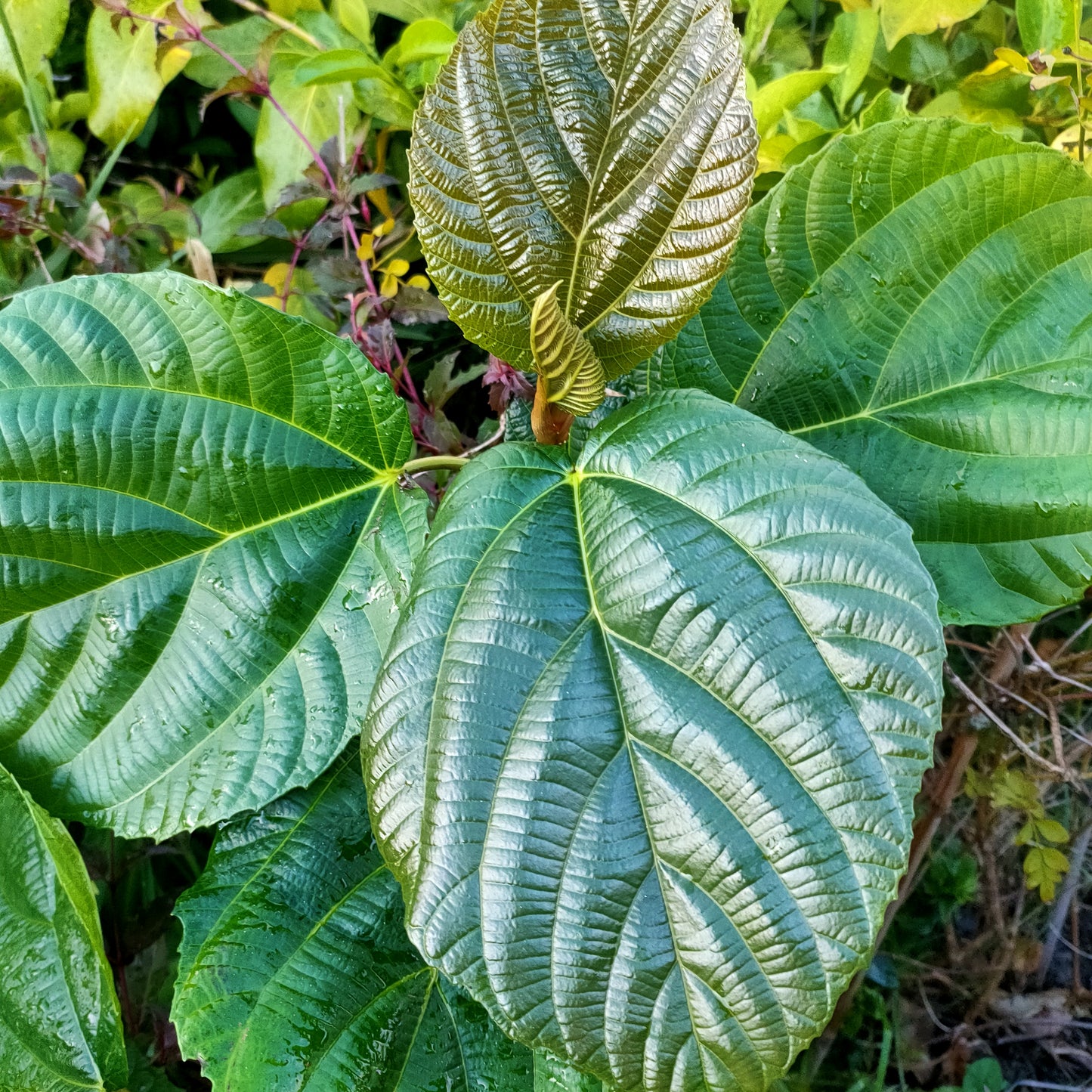 Ficus auriculata (Elephant Ear Fig)