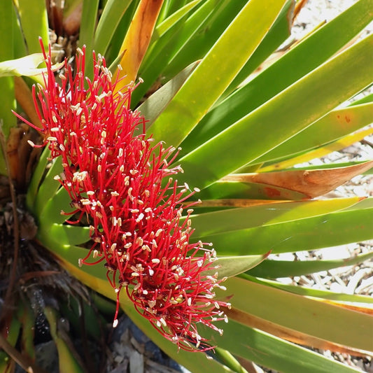 Xeronema callistemon (Poor Knights Lily)