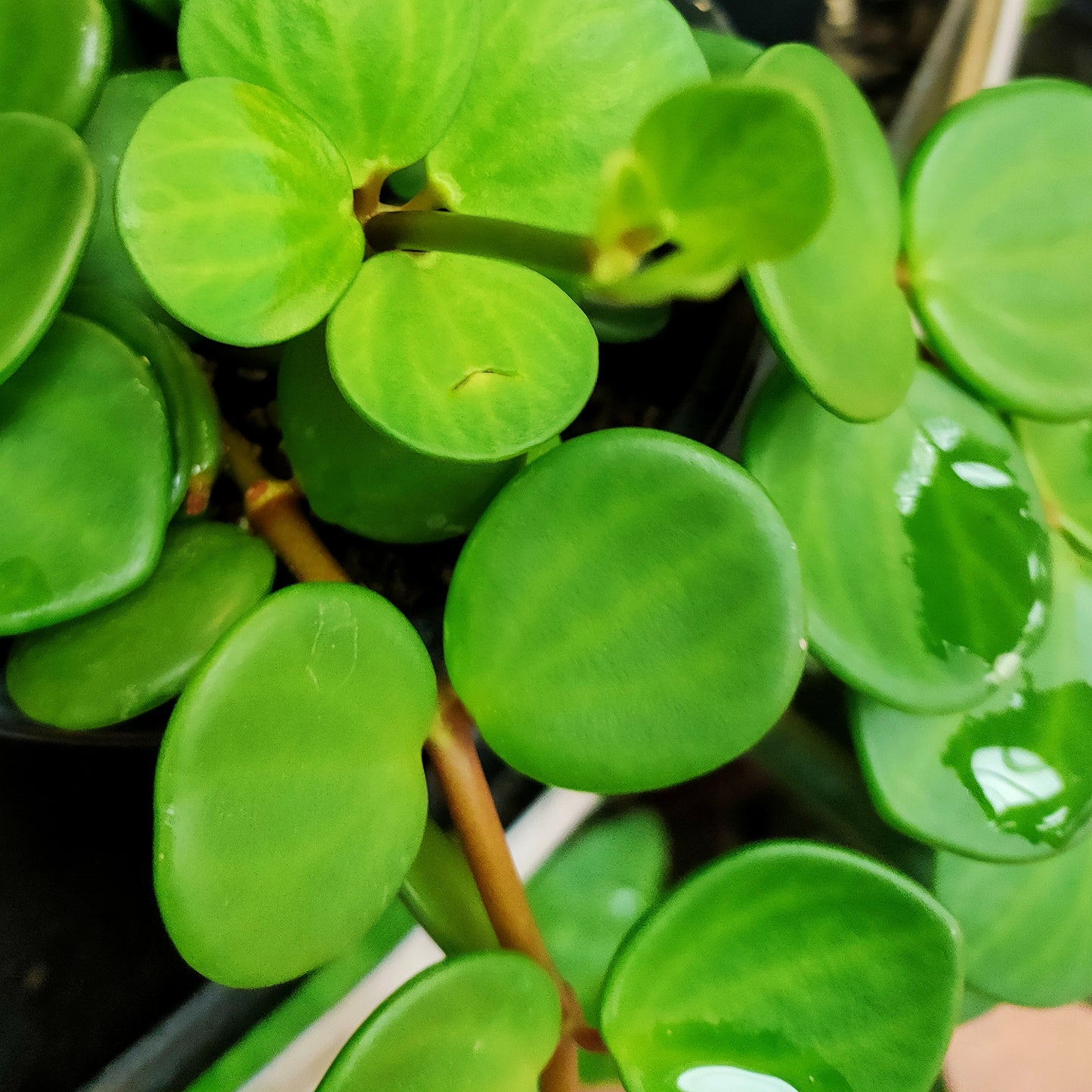 Peperomia tetraphylla 'Hope'