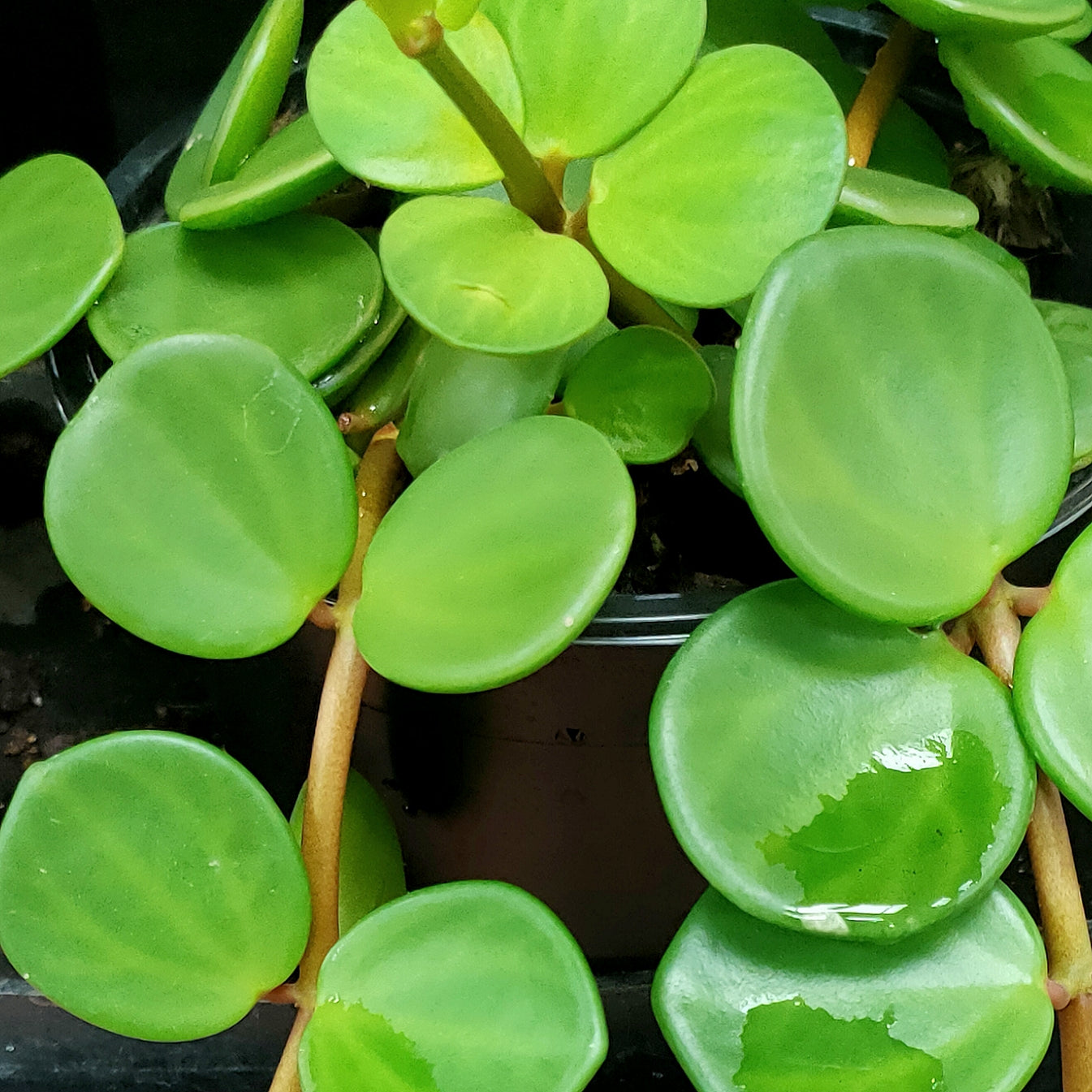 Peperomia tetraphylla 'Hope'