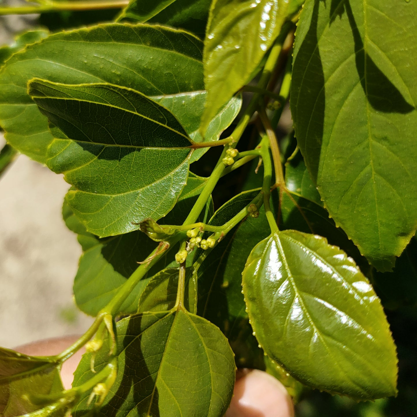 Hovenia dulcis (Japanese Raisin Tree)