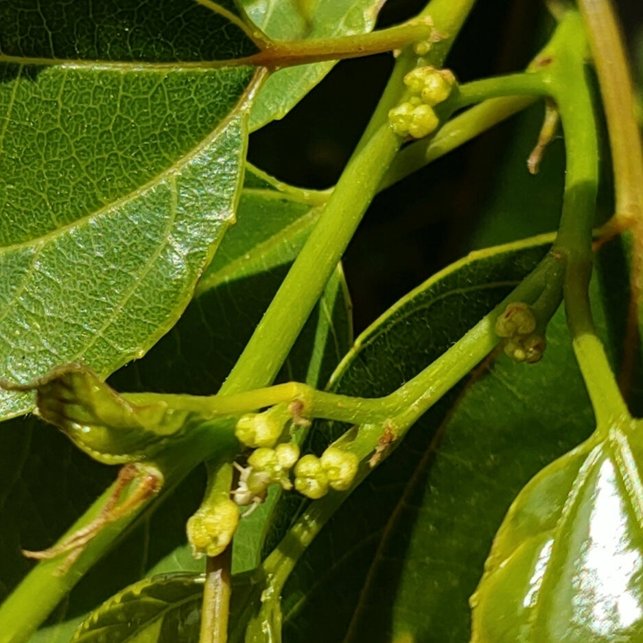 Hovenia dulcis (Japanese Raisin Tree)