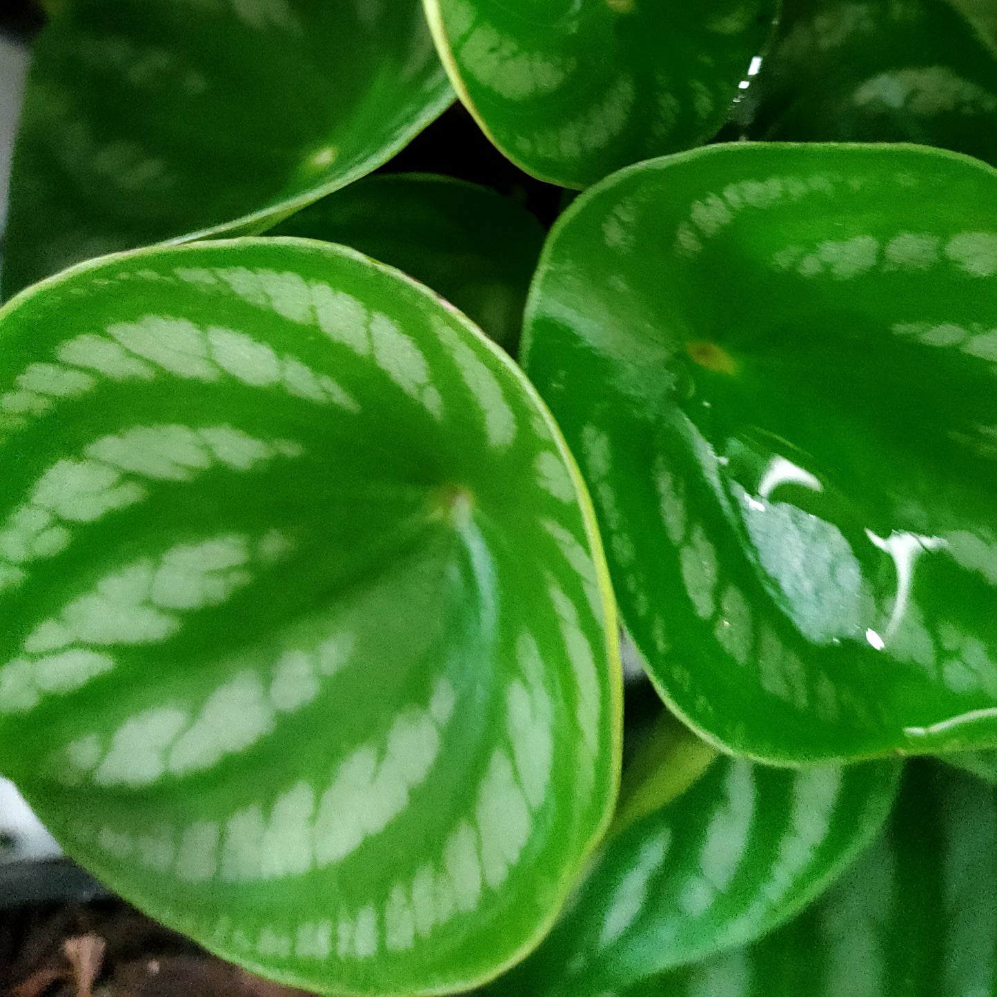 Peperomia argyreia (Watermelon Peperomia)