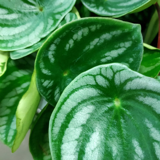 Peperomia argyreia (Watermelon Peperomia)