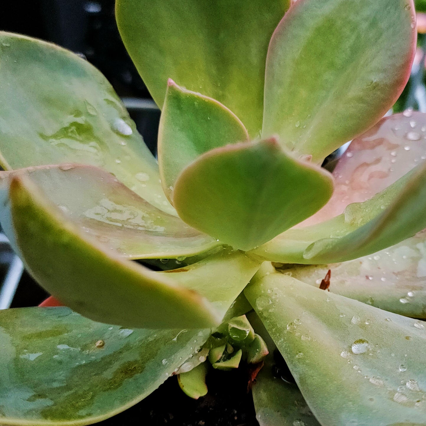 Echeveria gibbiflora 'Perle von Nurnberg'