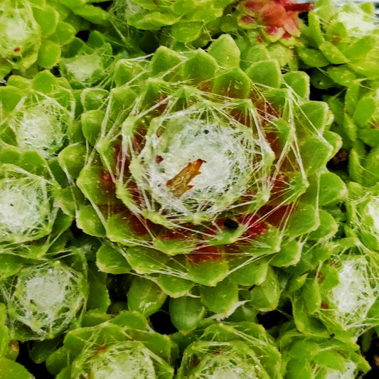 Sempervivum arachnoideum (Cobweb House-leek)