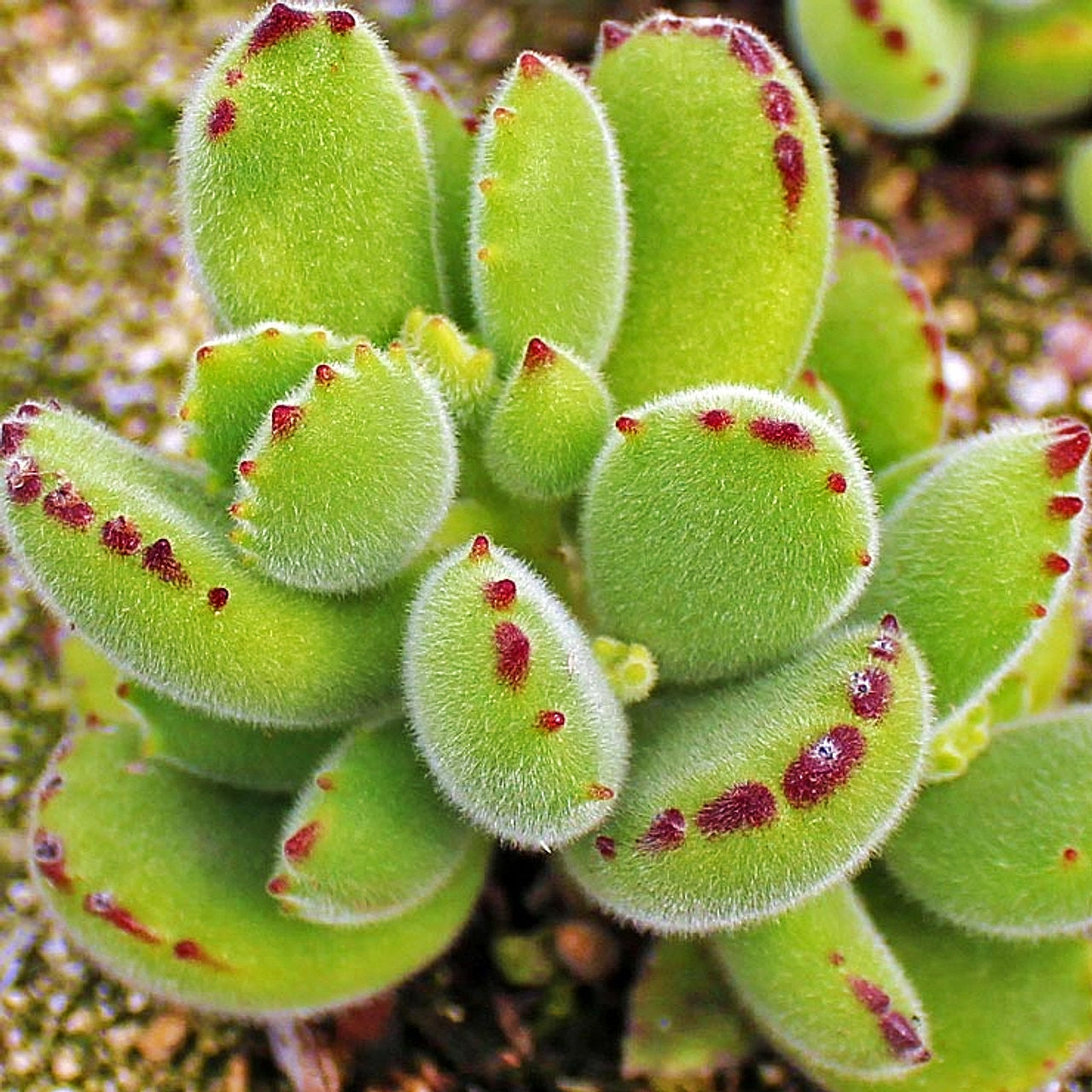 Cotyledon tomentosa (Bear's Paw)