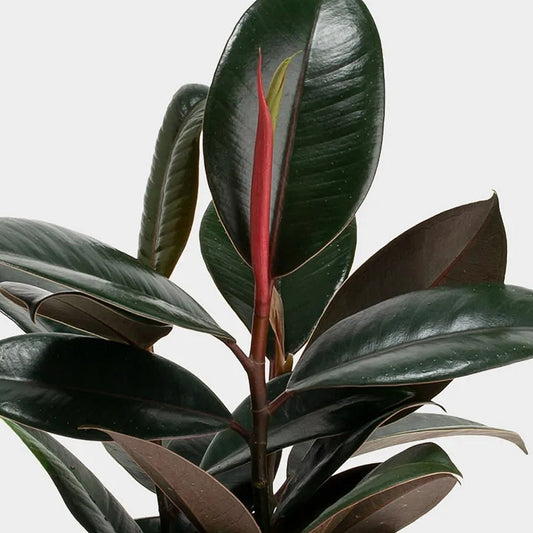 Ficus elastica 'Black Knight' (Black Rubber Plant)