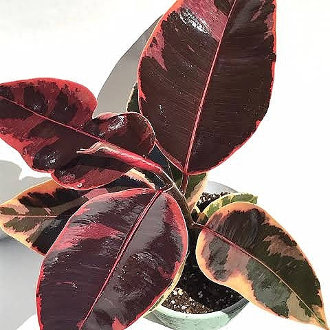 Ruby Ruber Plant Ficus elastica 'Ruby' (Ruby Rubber Plant) – Pikirangi Online Garden Centre
