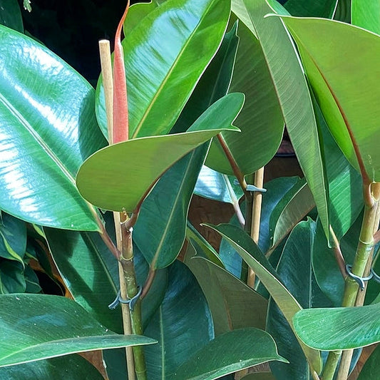 Ficus elastica 'Robusta' (Rubber Plant)