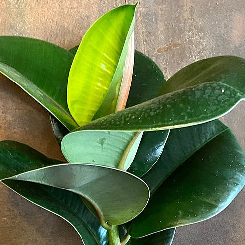 Ficus elastica 'Sofia' (Rubber Plant)