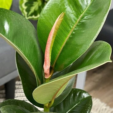 Ficus elastica 'Chloe' (Rubber Plant)