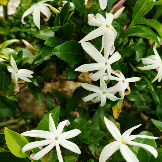 Jasminum multipartitum (African Jasmine)