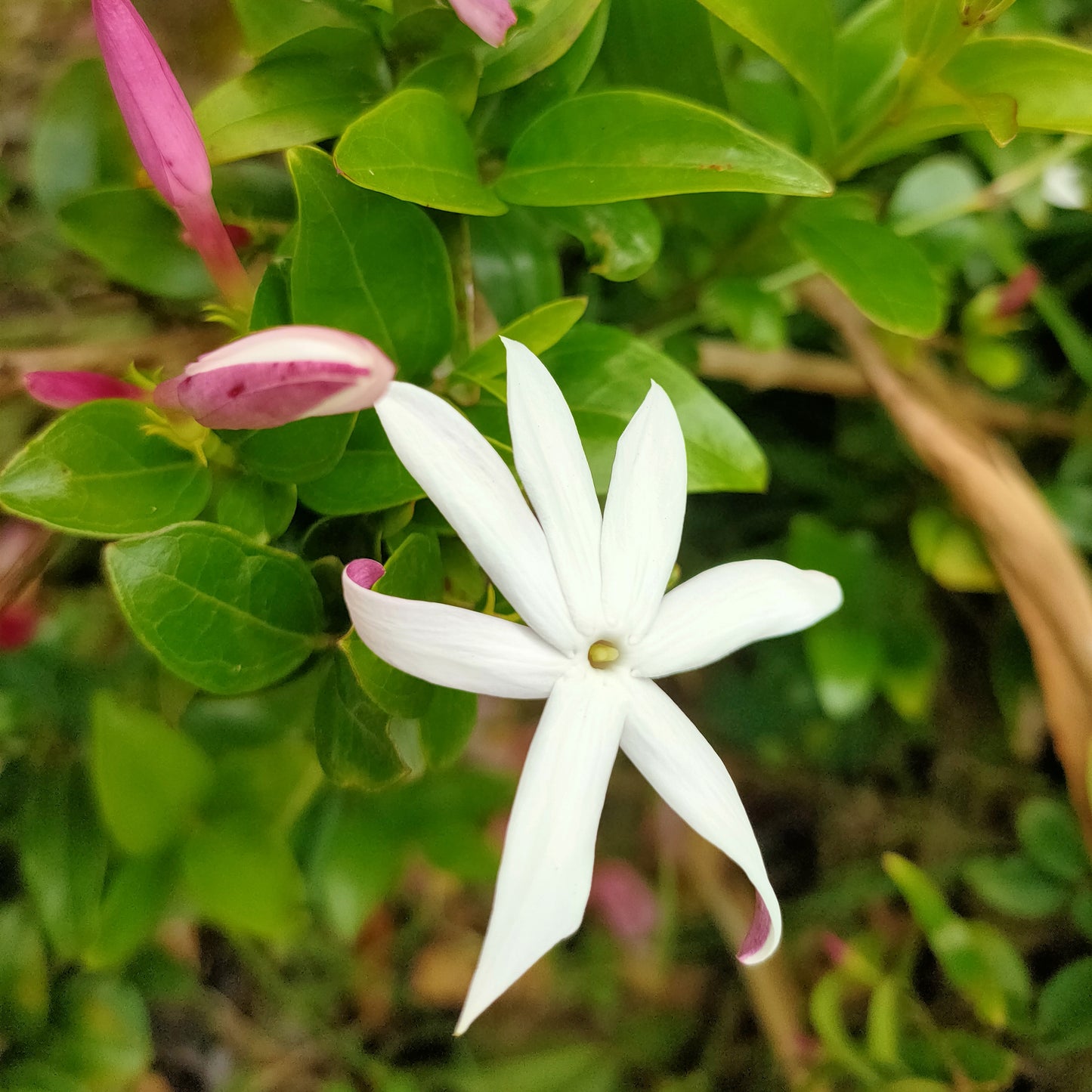 Jasminum multipartitum (African Jasmine)