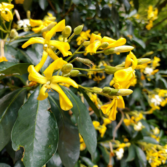 Hymenosporum flavum (Australian Frangipani)