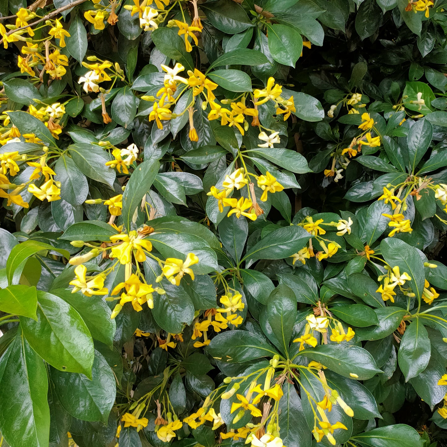 Hymenosporum flavum (Australian Frangipani)