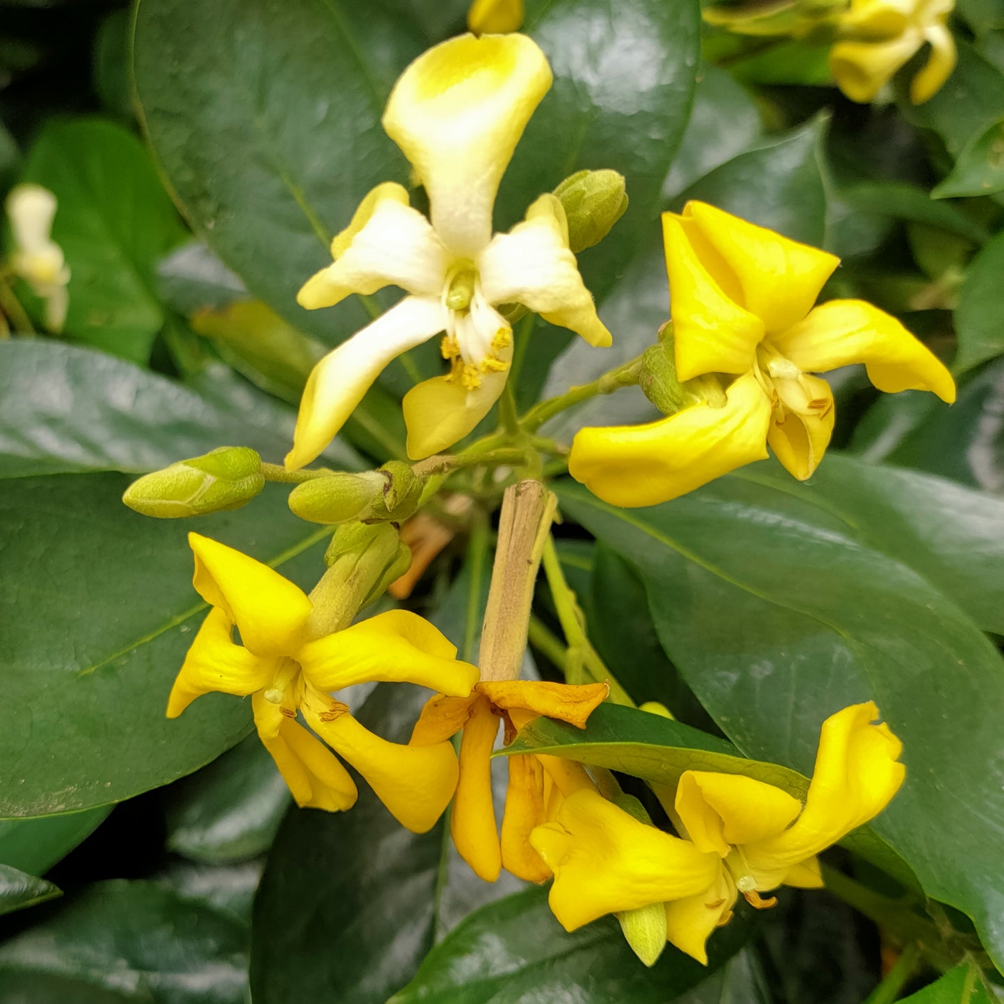 Hymenosporum flavum (Australian Frangipani)