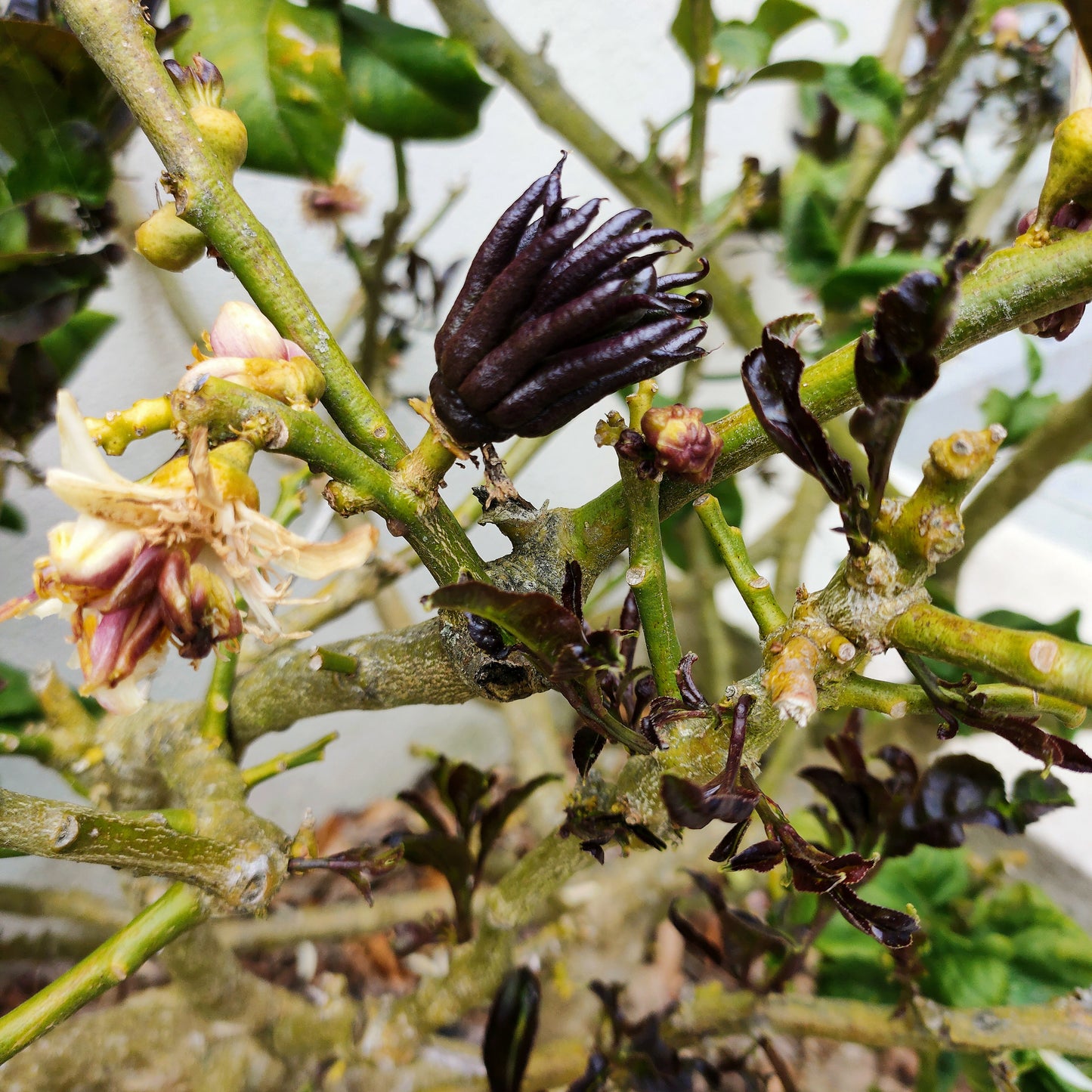 Citrus medica var. sarcodactylis (Fingered Citron, Buddha's Hand)