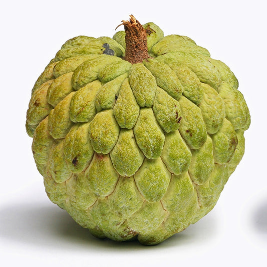 Annona squamosa (Sugar Apple)