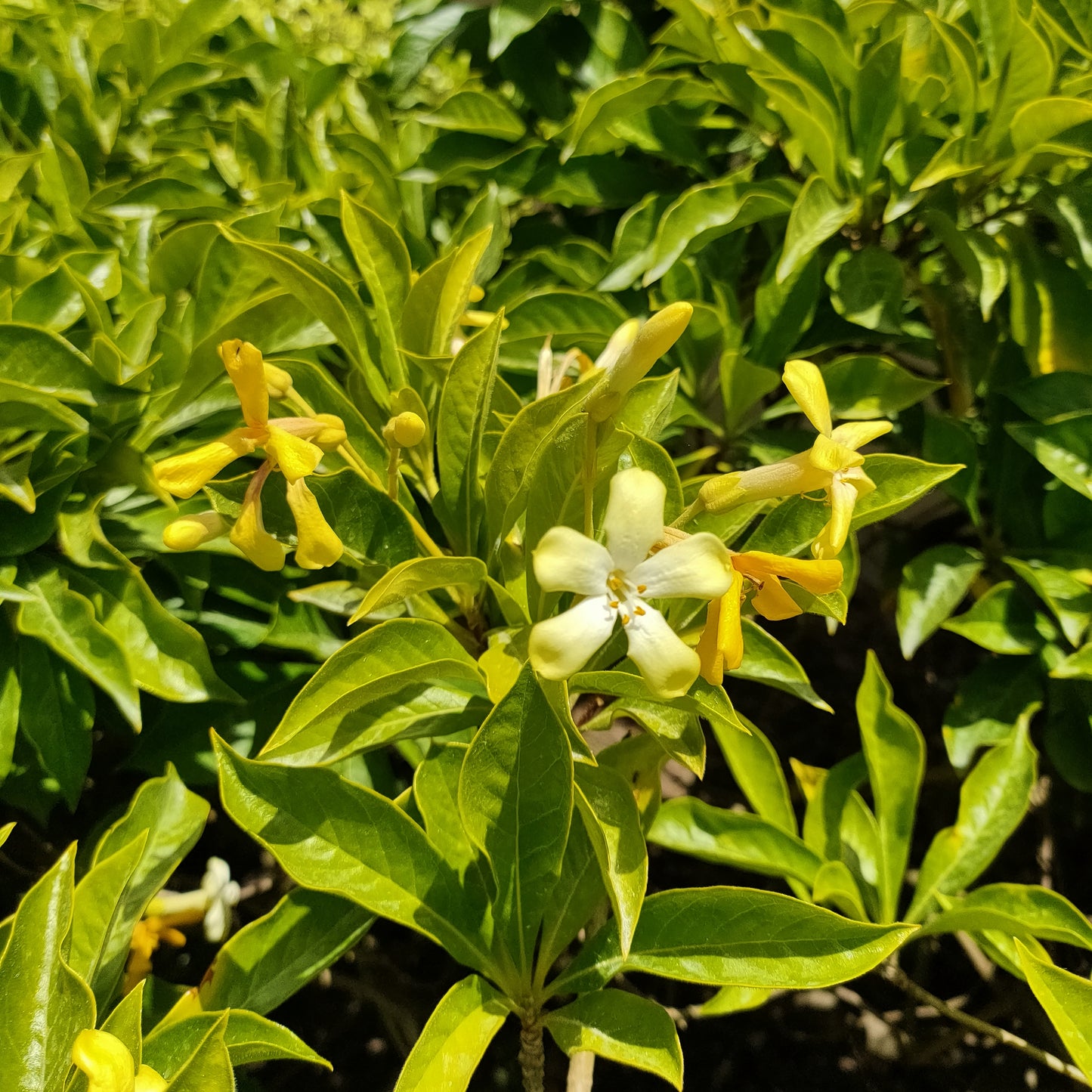 Hymenosporum flavum 'Golden Nugget' (Dwarf Australian Frangipani)