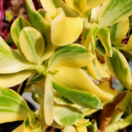 Succisa trichotocephala (Variegated Jade)